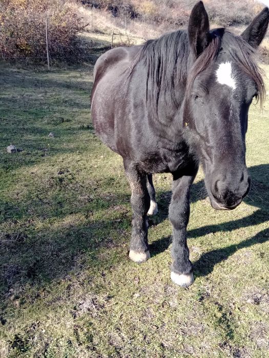 Vând mânza neagră de 2 ani