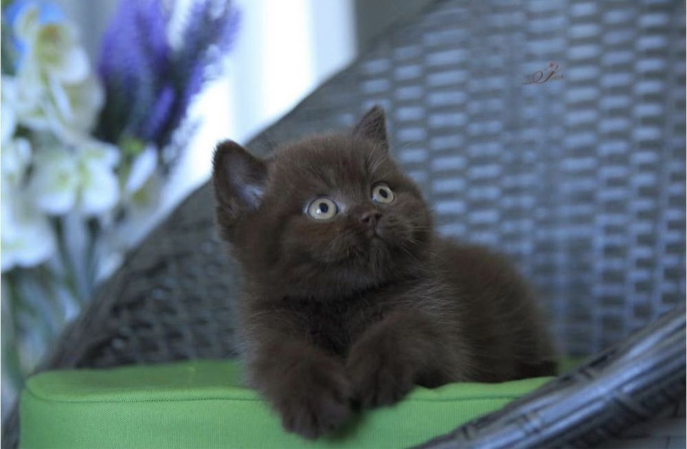 British shorthair băiețel