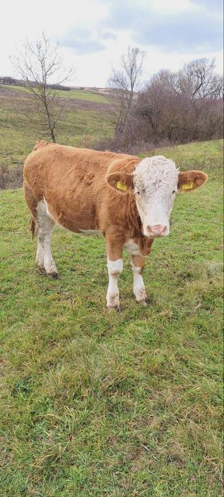 Vând vițea de 9 luni