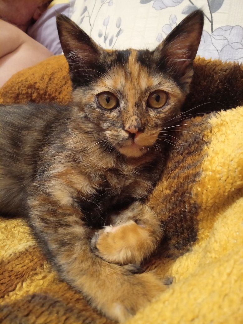Кошечка в добрые руки
