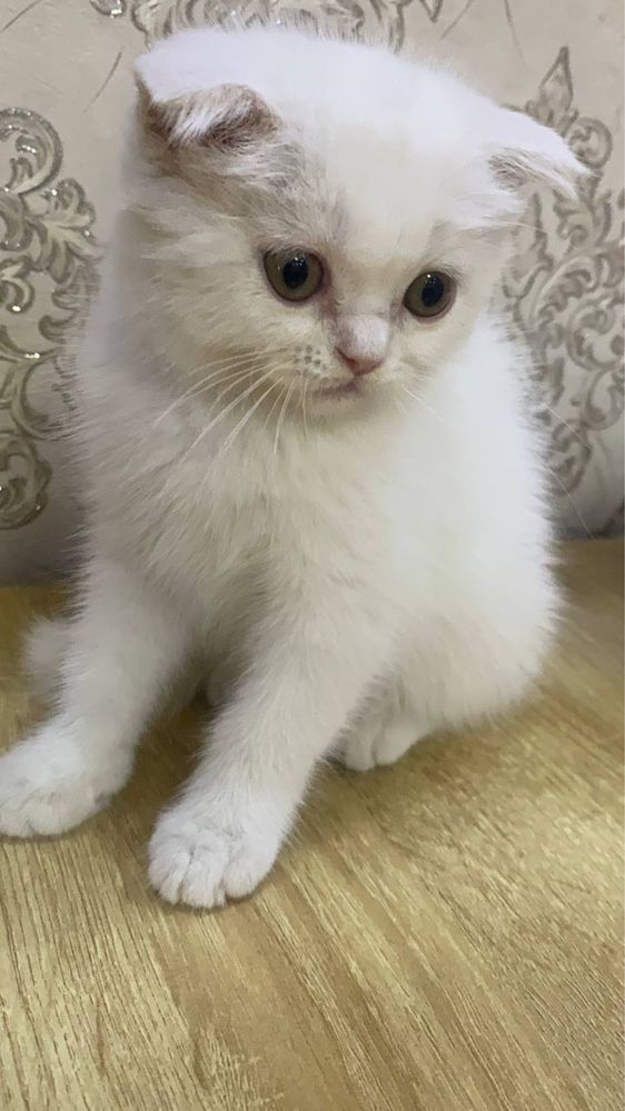 Продаётся Scottish Fold