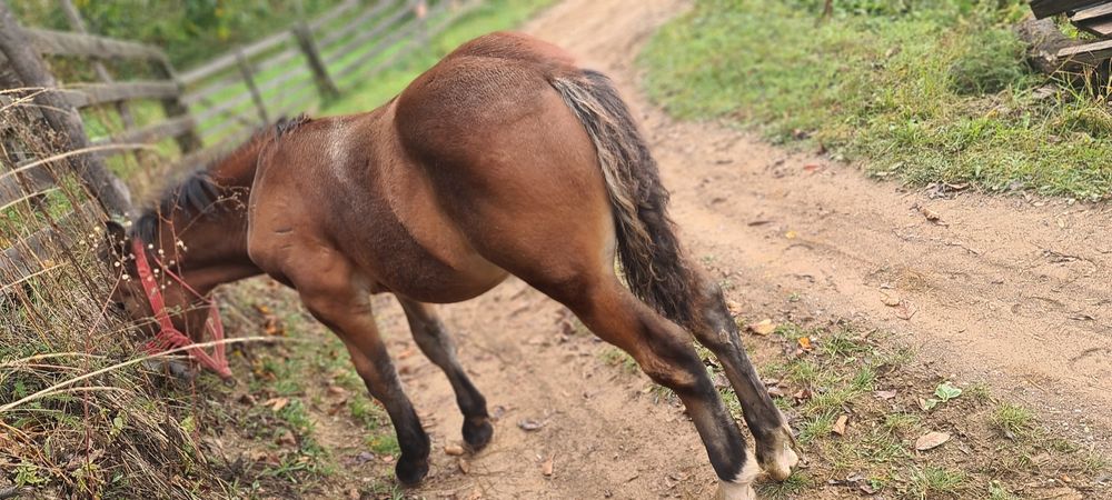 Vând mânz din cai semigrei