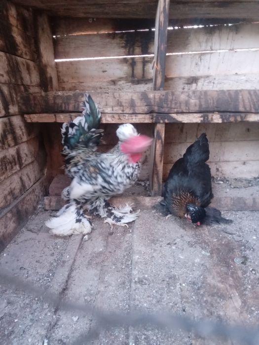 De vanzare Chabo. Mi de flor si strumschi