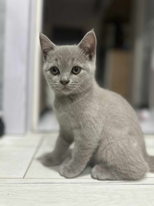 Шотландско правоухо котенце