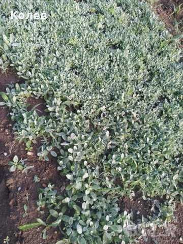 Продавам разсад Мурсалски чай-ПРИЕМАМ И ПОРЪЧКИ ЗА РАЗСАД !