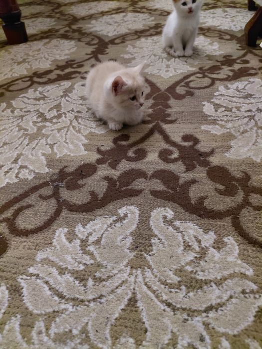 Mushuk bolalari srochna sotiladi