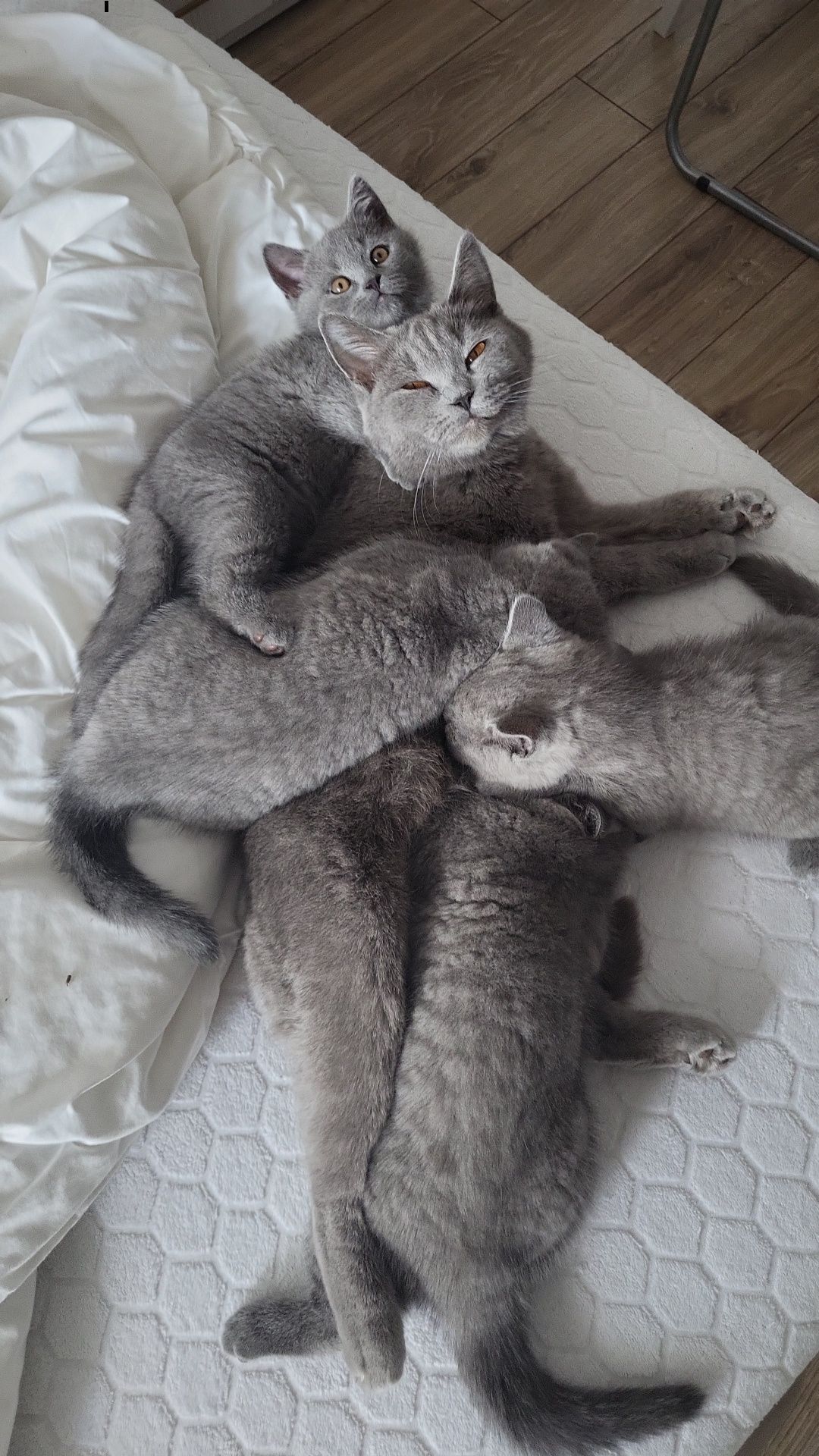 Vând pui british shorthair