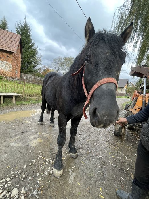 Mânz de vanzare-bine ingrijit