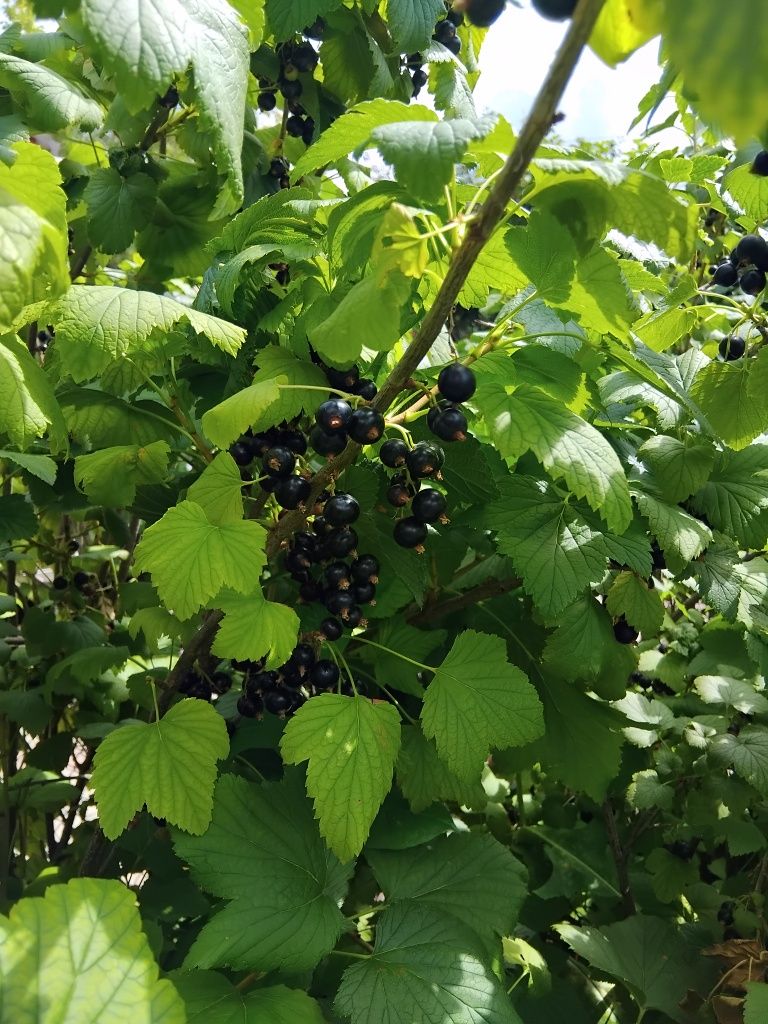 Продажа вишни домашней