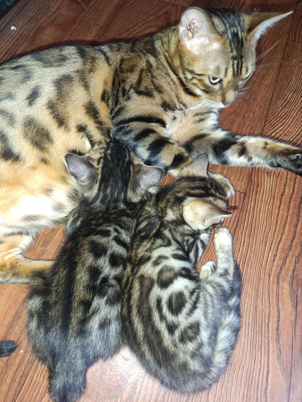 Котята бенгалы мальчики