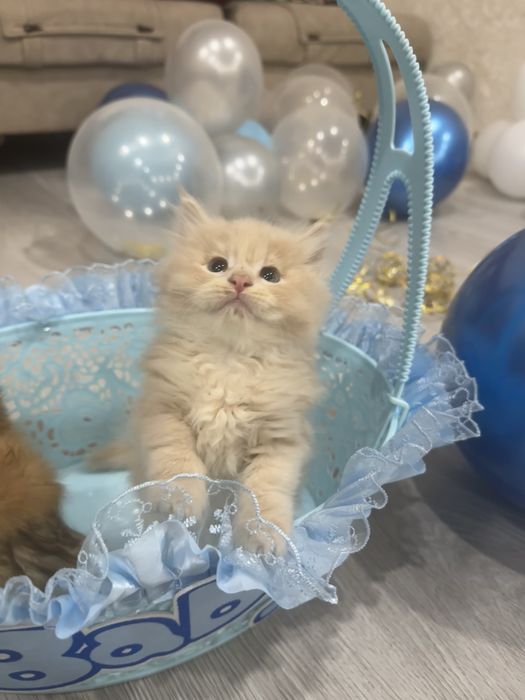 Мальчик красавчик