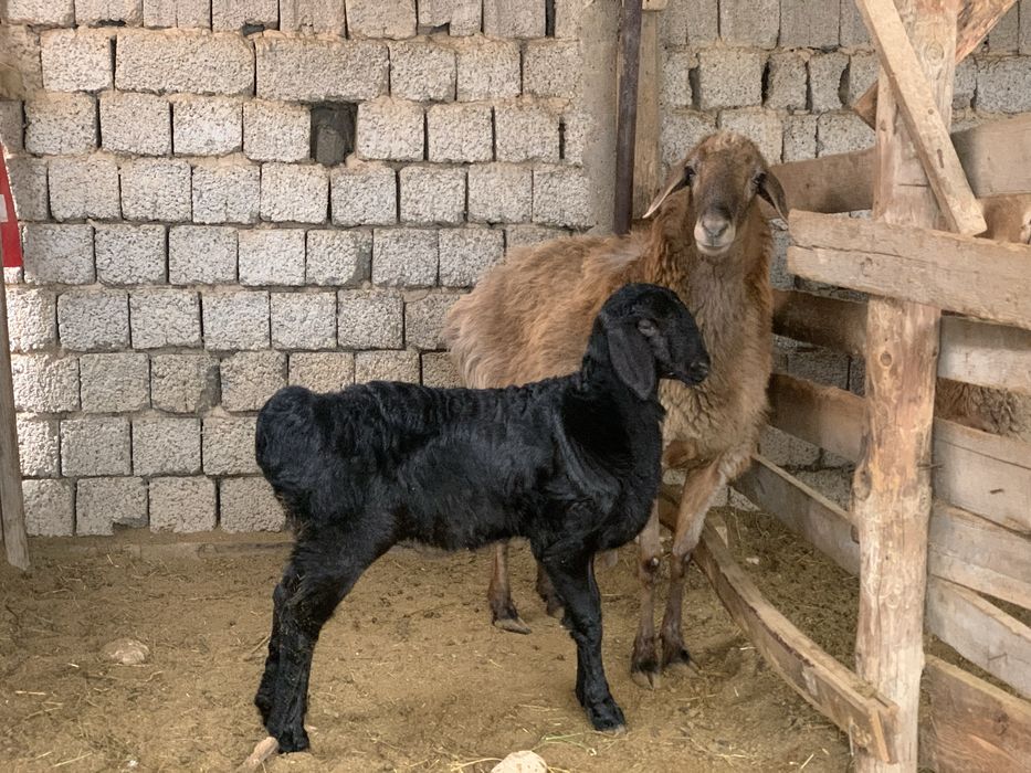 Ona bola arashan qoy sotlad