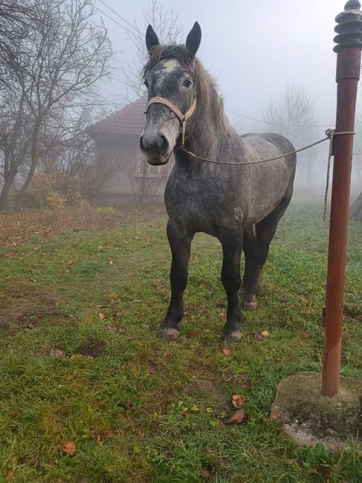 Vând sau schimb mânz percheron