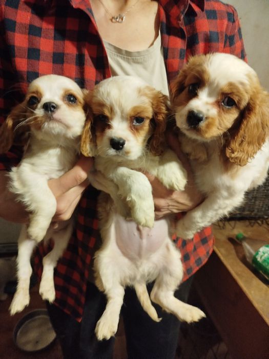 Кавалер кинг чарлз шпаньол