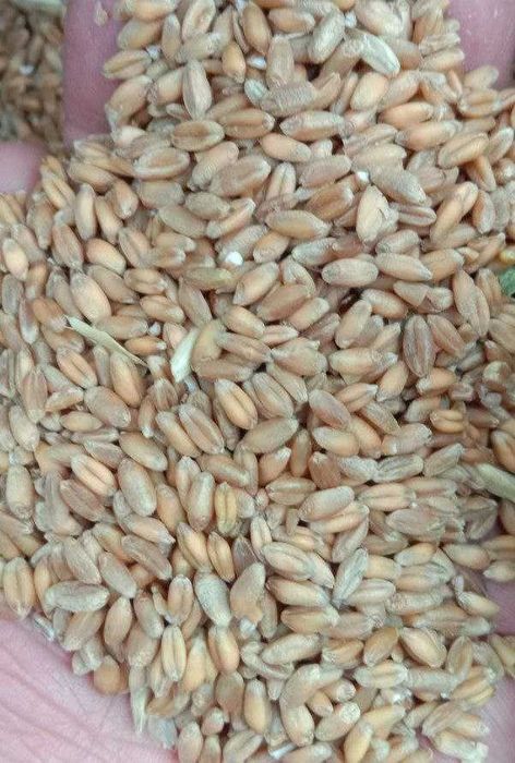 Бугдой (пшеница)