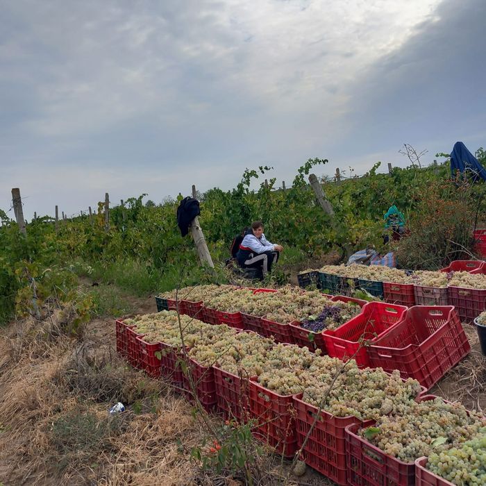 Vand struguri de vin producte 2025
