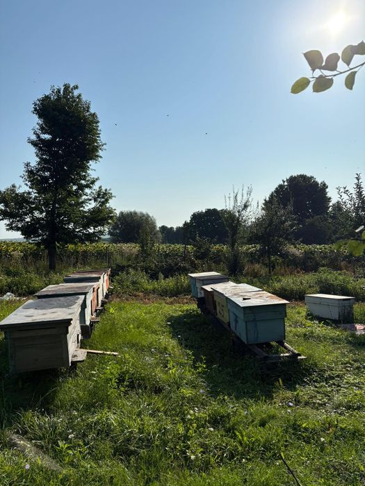 Miere de albine poliflora