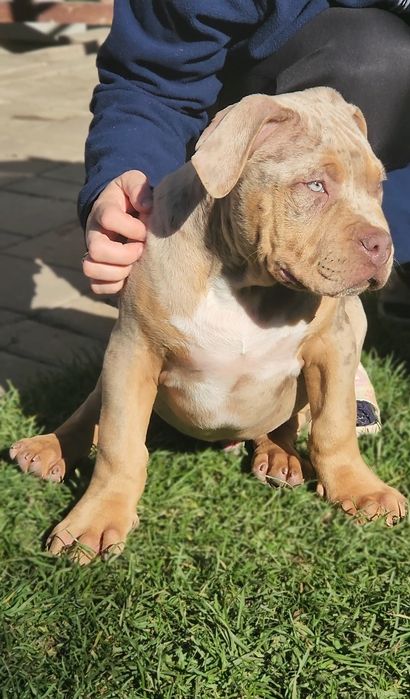 Mascul american bully xl