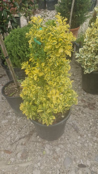 Tuia leylandii Mesteacăn