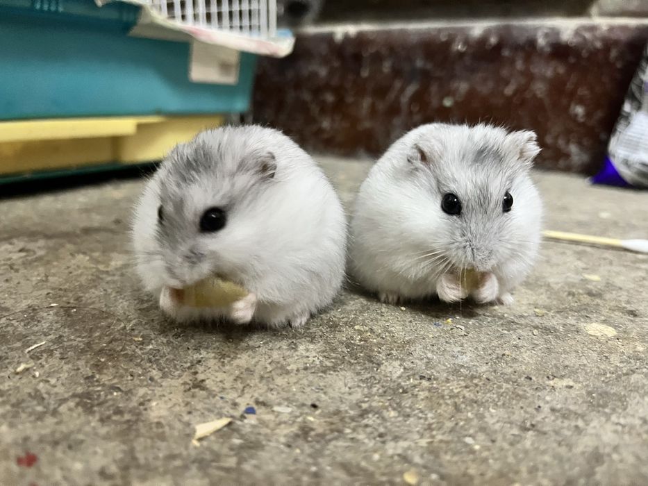 Donez 2 hamsteri