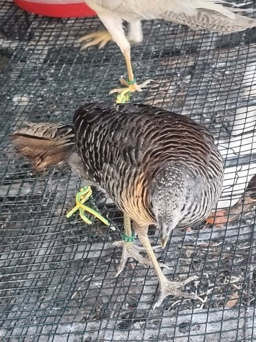 Vand fazani auriu pe rosu/galben