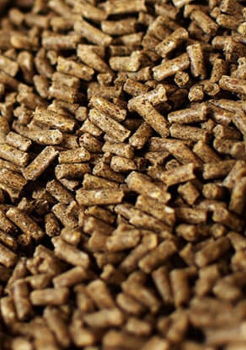 Borhot    - sfecla furaje