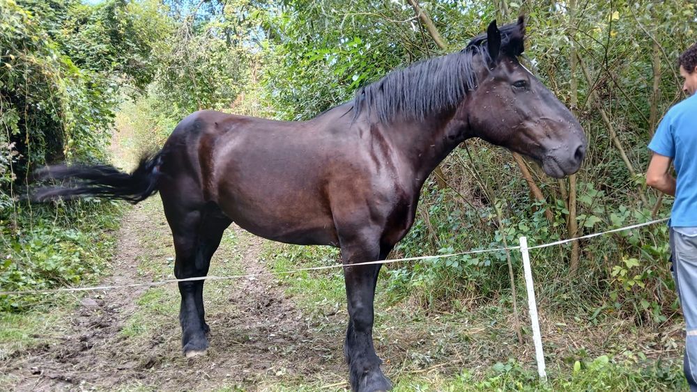 Iapă percheron, mânz armăsar