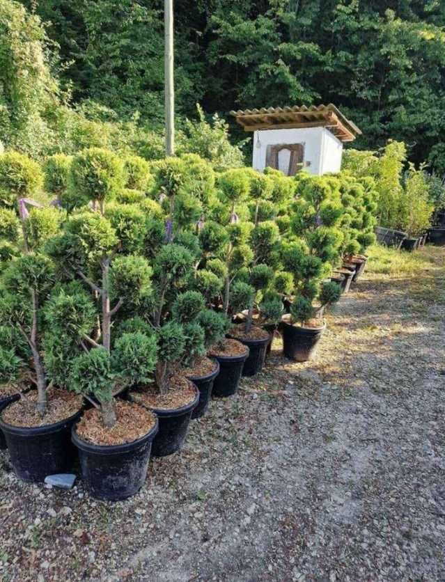 Plante Ornamentale Oriunde in tara Calitate extra