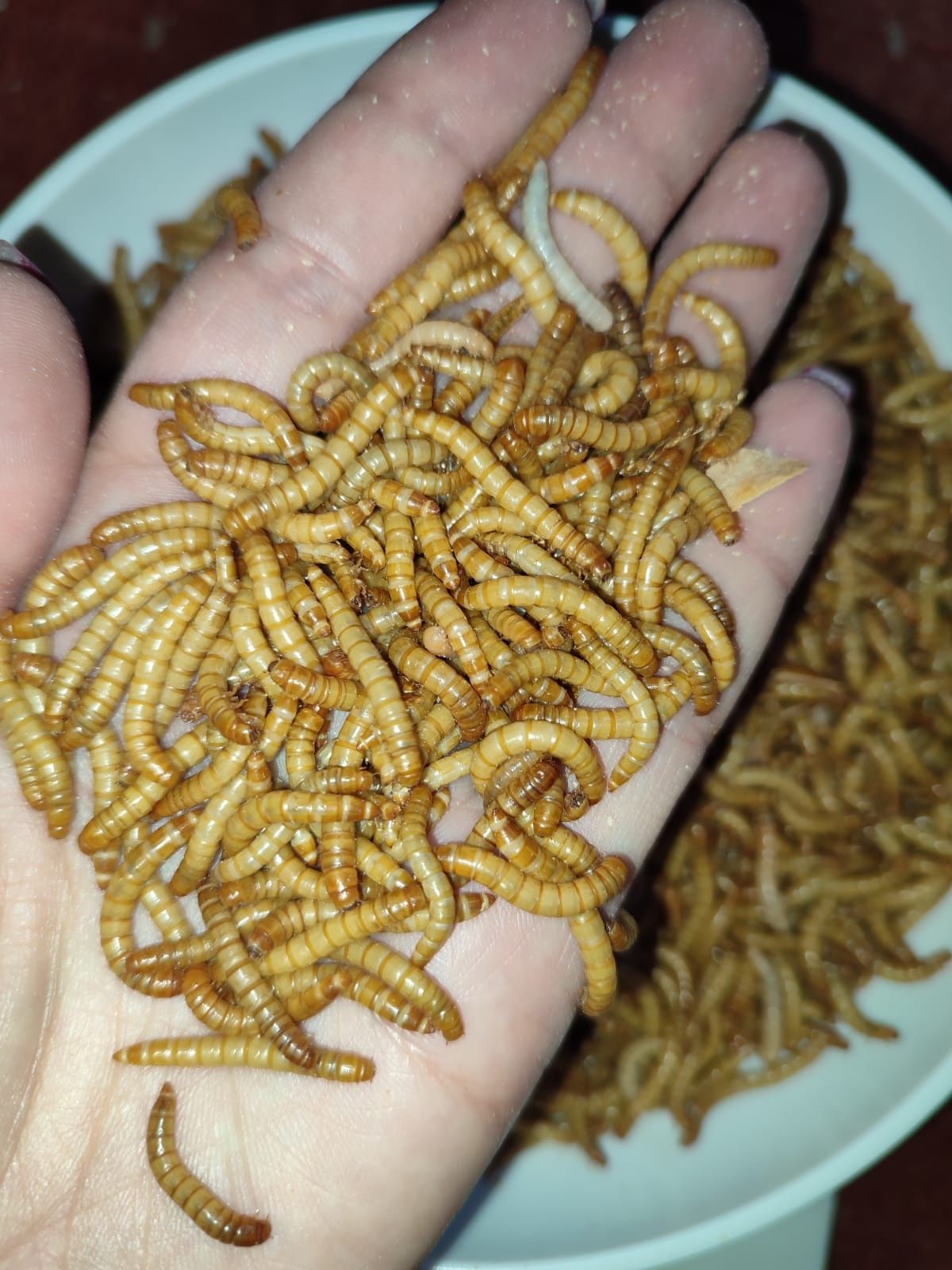 Viermi de făină mealworms, hrana vie pentru păsări, reptile, tarantule