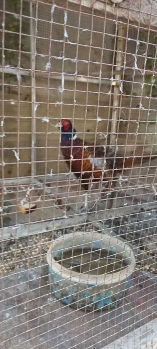 продаю фазанов черного и грузинского