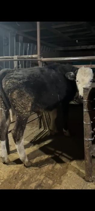 Продам 3 Бычка .