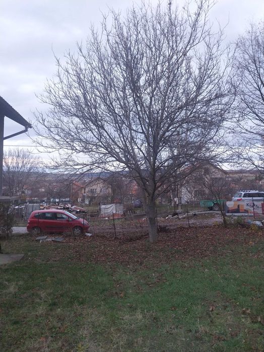 Подарявам дърво Орех