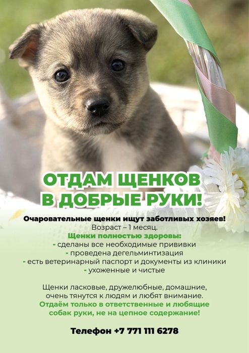 Отдам щенков в добрые руки