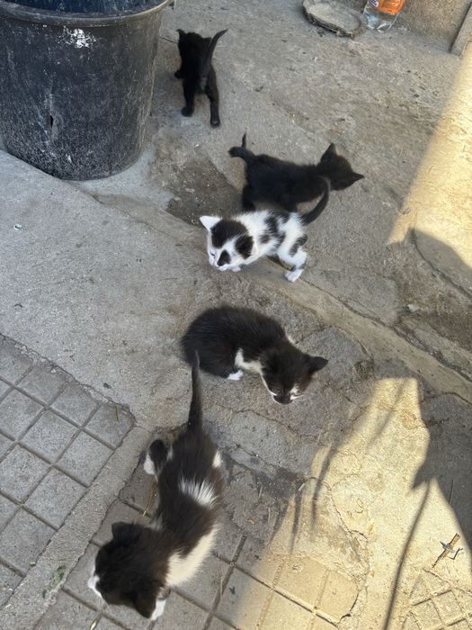 Котенца за подаряване