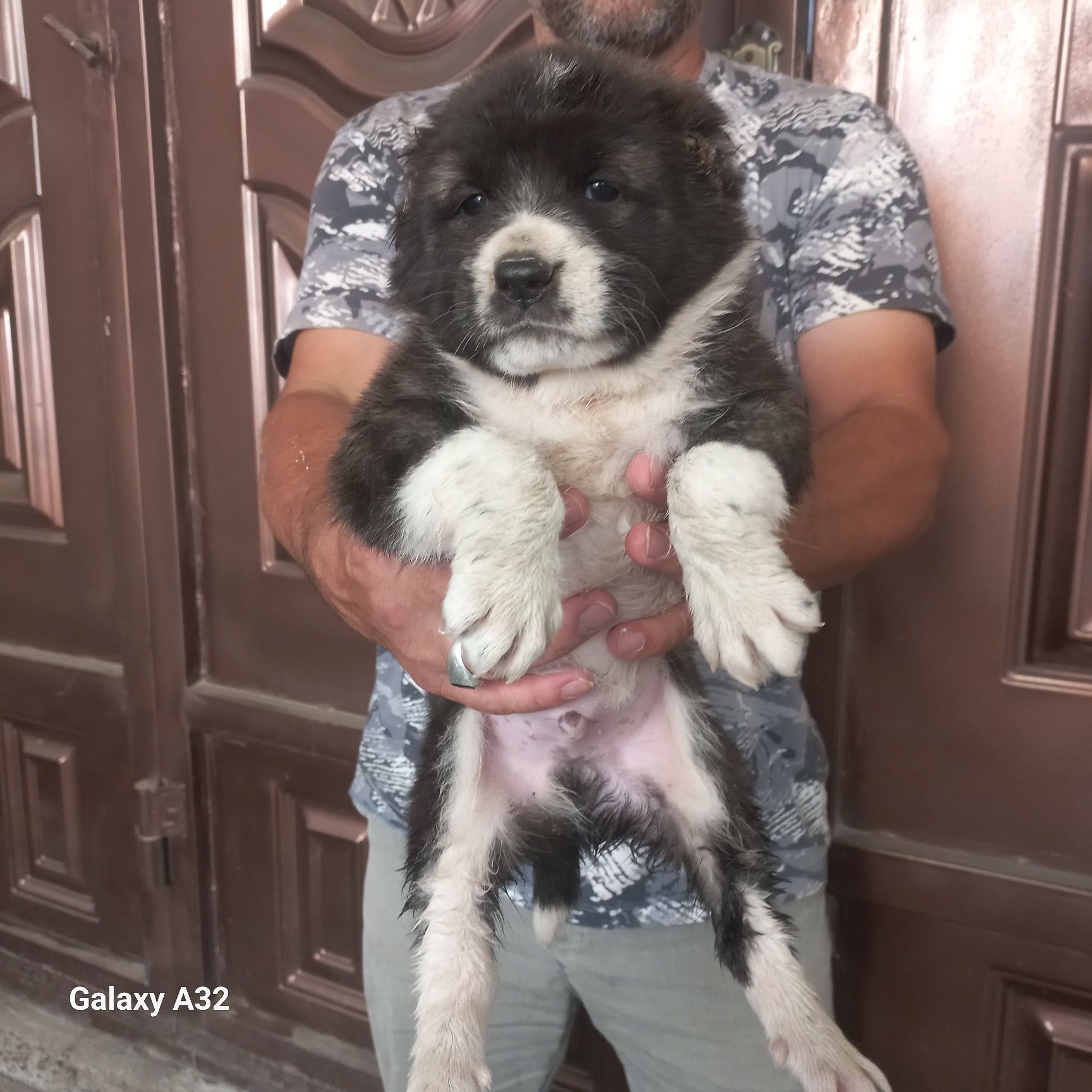 Алабай боласи сотилади