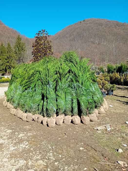 Tuia leylandii chiparos