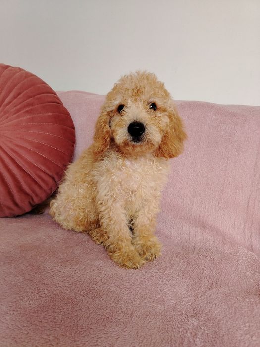 Той пудел, мини пудел