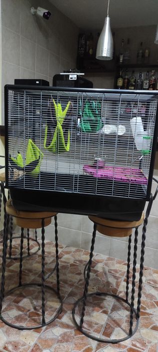 Летяща захарна катеричка