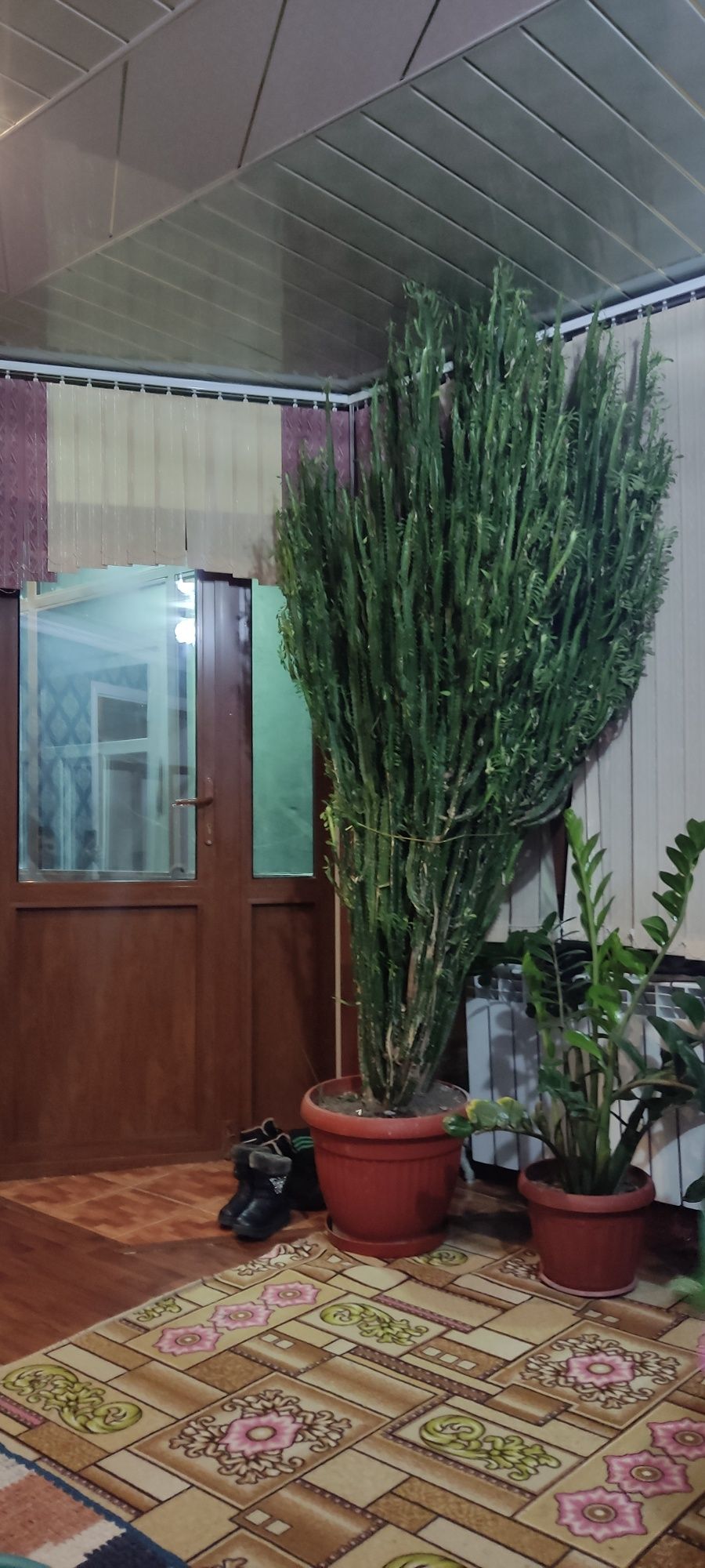 Продается домашний растение