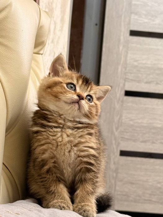 девочка Скоттиш страйт