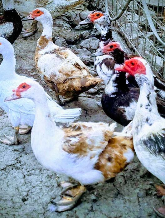 Rate lesesti sanatoase 2kg/buc 1 an Doar 70 lei/buc! Crescute natural!