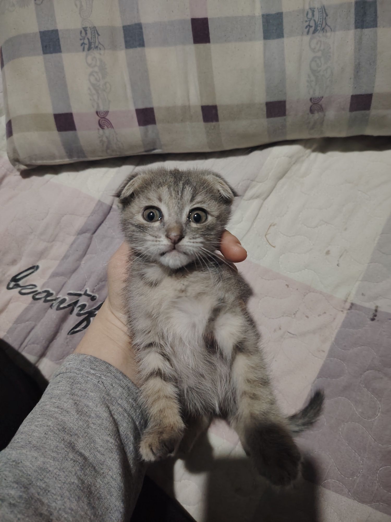 Mushukchalar 2 oyli