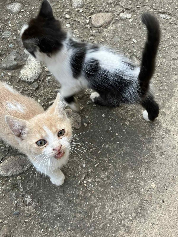 Подарявам котета