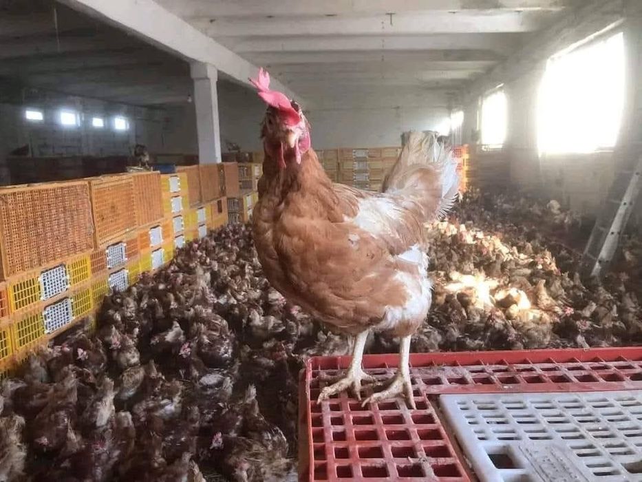 Vindem găini rosi outoare
