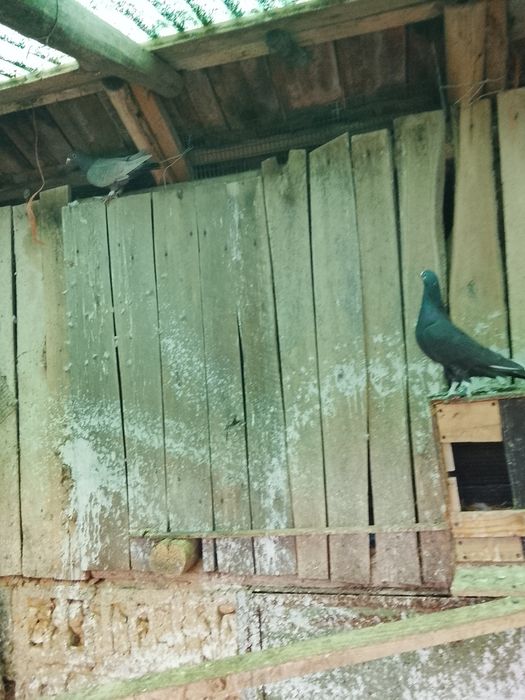 Vând porumbei o pereche de voiajori de ornament vârstă un an jumate