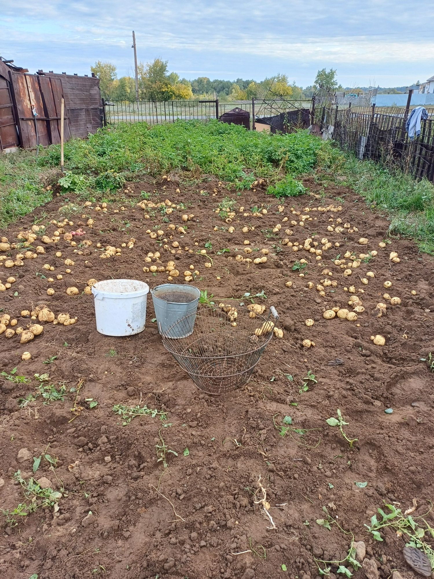 Продам картошку домашнюю