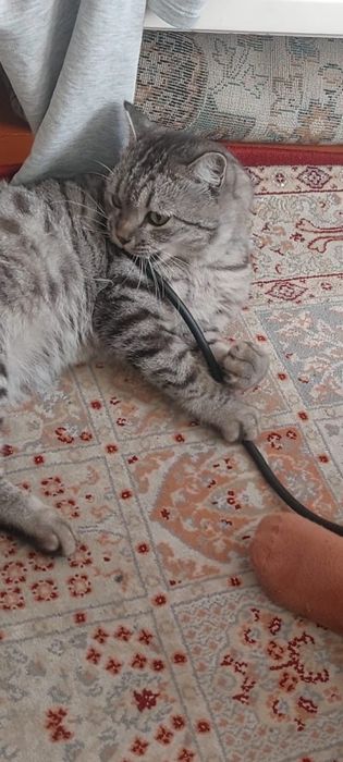 Скотиш страйт  кот