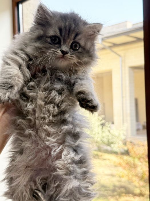 Британская длинношёрстная