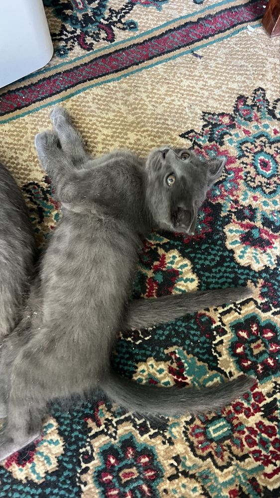Kichkina 2oylik mushukchalar sotiladi 2ta seriy 1ta oq rangli mushuk