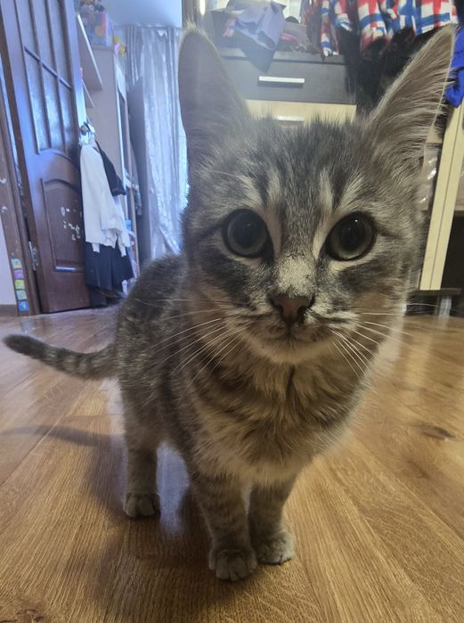 Котенок мальчик охотник